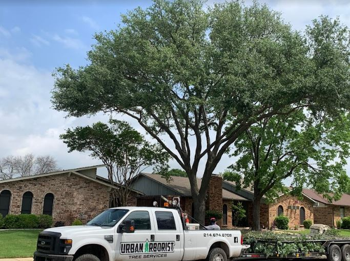 Reasons to Hire a Professional Tree Services Company in Rockwall, TX